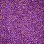 Suchen Sie nach Interface Teppichfliesen? Special Custom Made in der Farbe Lizard Violet ist eine ausgezeichnete Wahl. Sehen Sie sich diese und andere Teppichfliesen in unserem Webshop an.